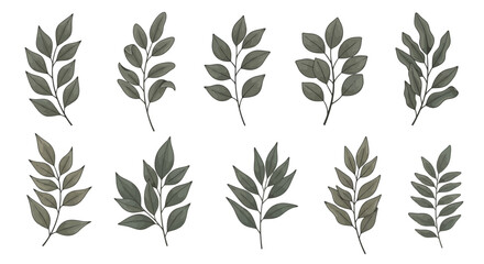 Set of Elegant Leafy Sprigs Nature-Inspired Botanical Elements for Design and Decoration