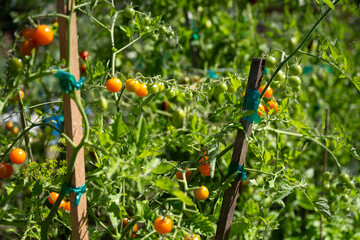 Closeup of cherry tomatoes growing on a vine tied to a wood stake in a vegetable garden on a sunny summer day

