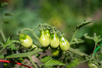 Closeup of small green tomatoes growing on a vine in a vegetable garden on a sunny summer day
