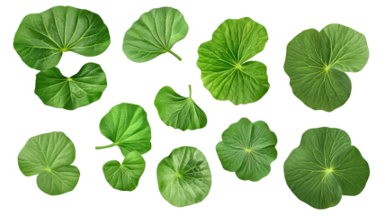 Gotu kola leaves with vibrant green color and delicate texture, perfect for herbal remedies, wellness, and natural plant visuals isolated on white background