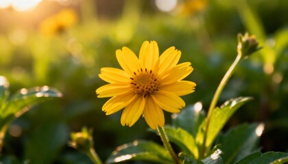 Golden Daisy Bathed in Warm Sunlight with Soft Bokeh Background Ideal for Spring and Summer Themes