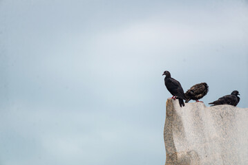 Three Pigeons Perched on a Rock Edge