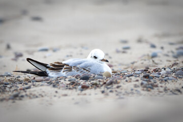 Female black-headed gull resting on a beach – seabird sitting among small stones