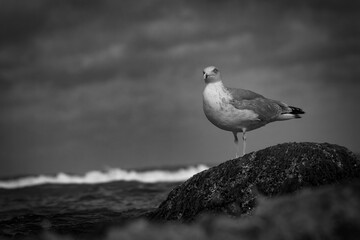 Herring gull standing on a rock in the water with waves surrounding it, detailed coastal wildlife image