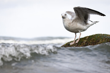 Herring gull standing on a rock in the water with waves surrounding it, detailed coastal wildlife...