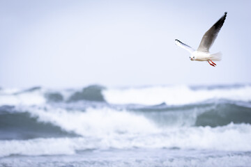 Female black-headed gull in flight – elegant seabird captured mid-air