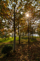 Golden Autumn Sunlight Filtering Through Trees in Wuhan Park