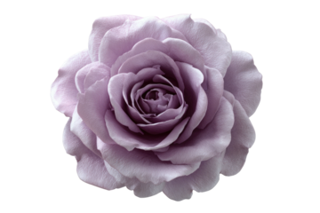 Delicate, pastel purple rose with spiral petals on black