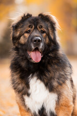 Happy fluffy Caucasian Shepherd Dog posing outdoors in autumn foliage, with warm golden light and a soft blurred background adding cozy atmosphere.