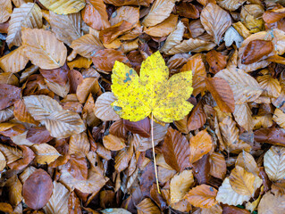 A yellow, withered leaf lies on the ground covered with brown leaves (Germany)