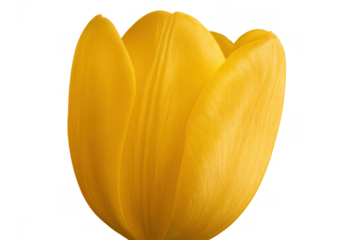 Yellow tulip blossom isolated on transparent background, closed bud displaying spring flora, beauty, and growth