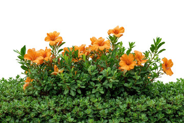 A vibrant bush of green foliage with orange flowers, against a solid black background