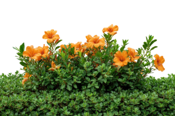 A vibrant bush of green foliage with orange flowers, against a solid black background