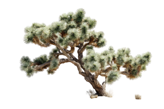 A digitally isolated tree, with multiple arms and spiky green leaves on a dark backdrop