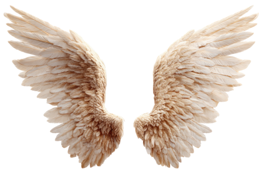Pair of symmetrical, spread-out, textured, white and tan feathered wings against black
