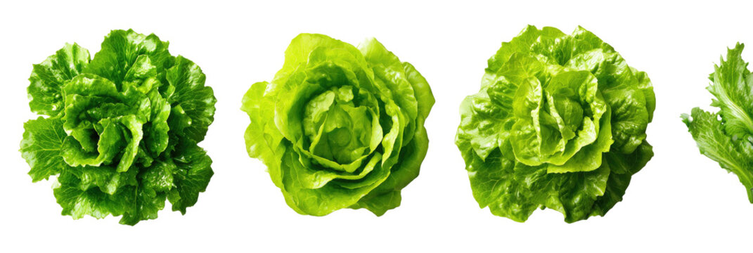 Four vibrant green lettuce heads against a stark black background, showcasing texture and detail - Powered by Adobe