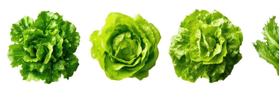 Four vibrant green lettuce heads against a stark black background, showcasing texture and detail