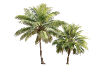 Two lush, green palm trees with textured fronds and brown trunks, isolated against black