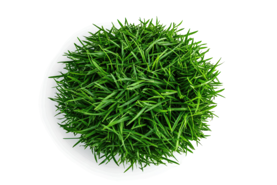 Overhead view of a round plate filled with lush, vibrant green grass, isolated against black