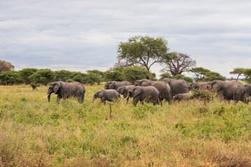 Large African Elephant Herd Crossing Green Grassland under Baobab Trees