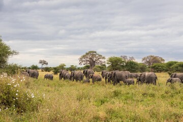 Obraz premium Large African Elephant Herd Crossing Green Grassland under Baobab Trees