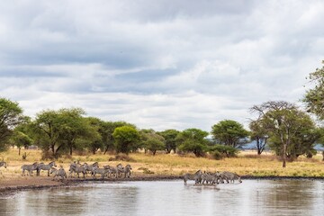 Herd of Zebras Drinking at a Watering Hole in the Savannah