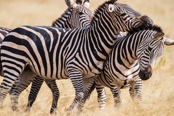 Group of Zebras Socializing and Resting Heads in Tall Dry Grass