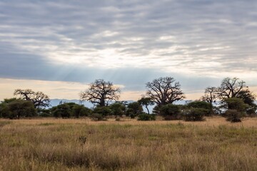 Fototapeta premium Baobab Trees and Sun Rays at Dawn, Tarangire National Park, Tanzania