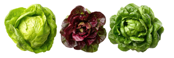 Three heads of lettuce in different colors light green, dark red, and medium green, isolated on black