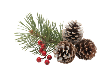 Christmas pine cones and berries with pine needles isolated on black background isolated on white background isolated on transparent background