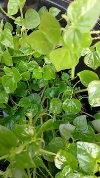 Chinese Betel Leaves also Known as Shiny Bush