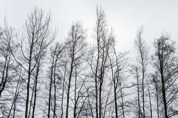 Row of tall, leafless trees reach upward against a gray, overcast sky.