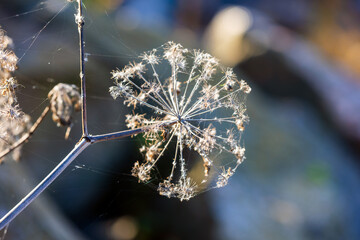 A macro shot of a dried umbel seed head perched on a slender branch
