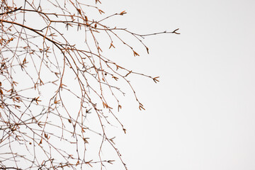 Thin, leafless birch branches arc across a pale sky, creating a delicate, skeletal network