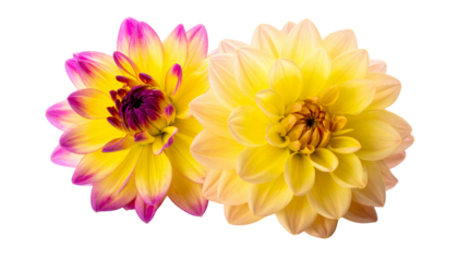 Colorful Dahlia blossom collection isolated on transparent background