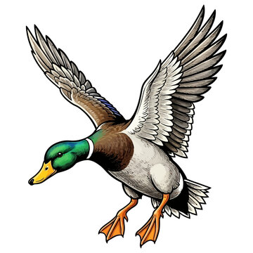 mallard duck hunting illustration logo vector image t shirt