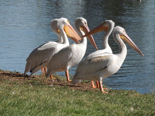 Five white pelicans hanging out by the lake