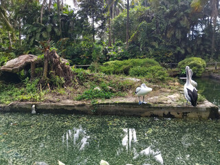 A serene nature scene featuring three pelicans standing on stone ledges beside a calm pond
