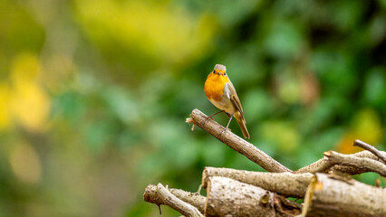 Rotkehlchen auf einem Ast