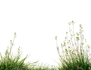 Fototapeta premium Green grass and small plants isolated on a transparent background
