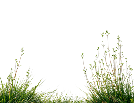Green grass and small plants isolated on a transparent background