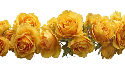 Isolated yellow rose flower or bouquet of beautiful pink and red roses on white background