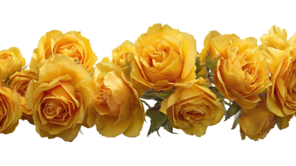 Isolated yellow rose flower or bouquet of beautiful pink and red roses on white background