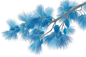 Blue pine branch with cones, against a dark background