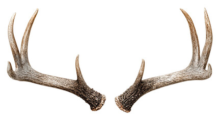 Isolated white background photograph of brown wild deer antlers used as a hunting trophy