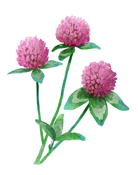 Watercolor Red Clover (Trifolium pratense) Botanical Illustration