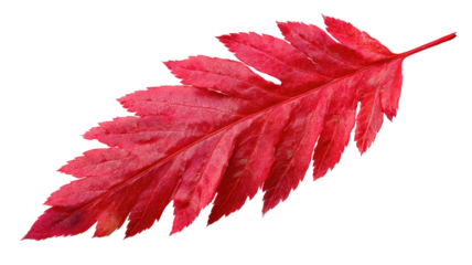 Autumn red maple leaf, isolated on white background, showing the vibrant color of the fall season