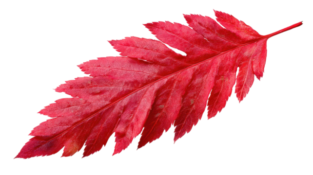 Autumn red maple leaf, isolated on white background, showing the vibrant color of the fall season