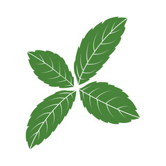 Illustration of Fresh Green Mint Leaves