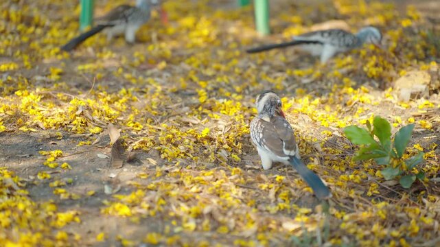 Several red-billed hornbills are rummaging for food under a tree covered with yellow petals